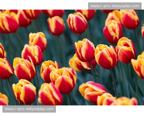 橙色风暴与北欧神话的交响：当郁金香遇见丹麦童话